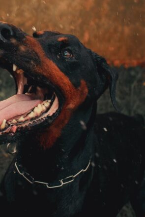 Dog Bite Prevention and Liability: What Owners Should Know