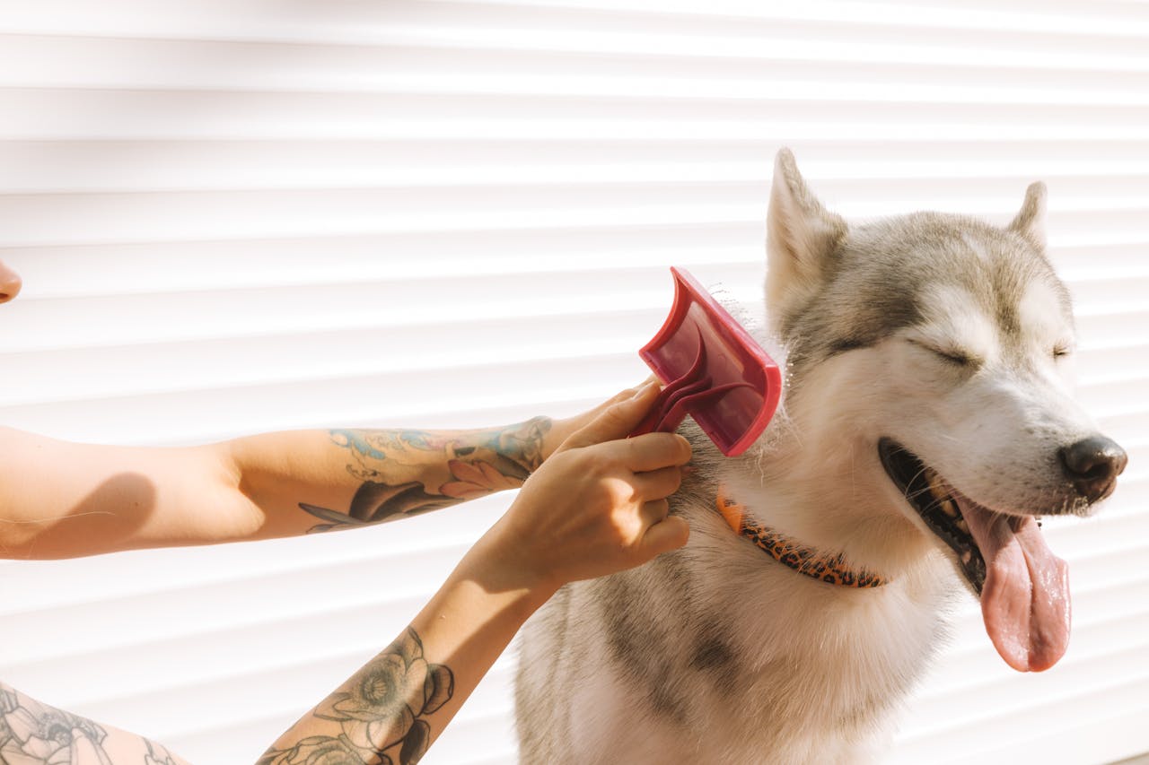 Best Dog Brushes: Our 10 Favorite Picks