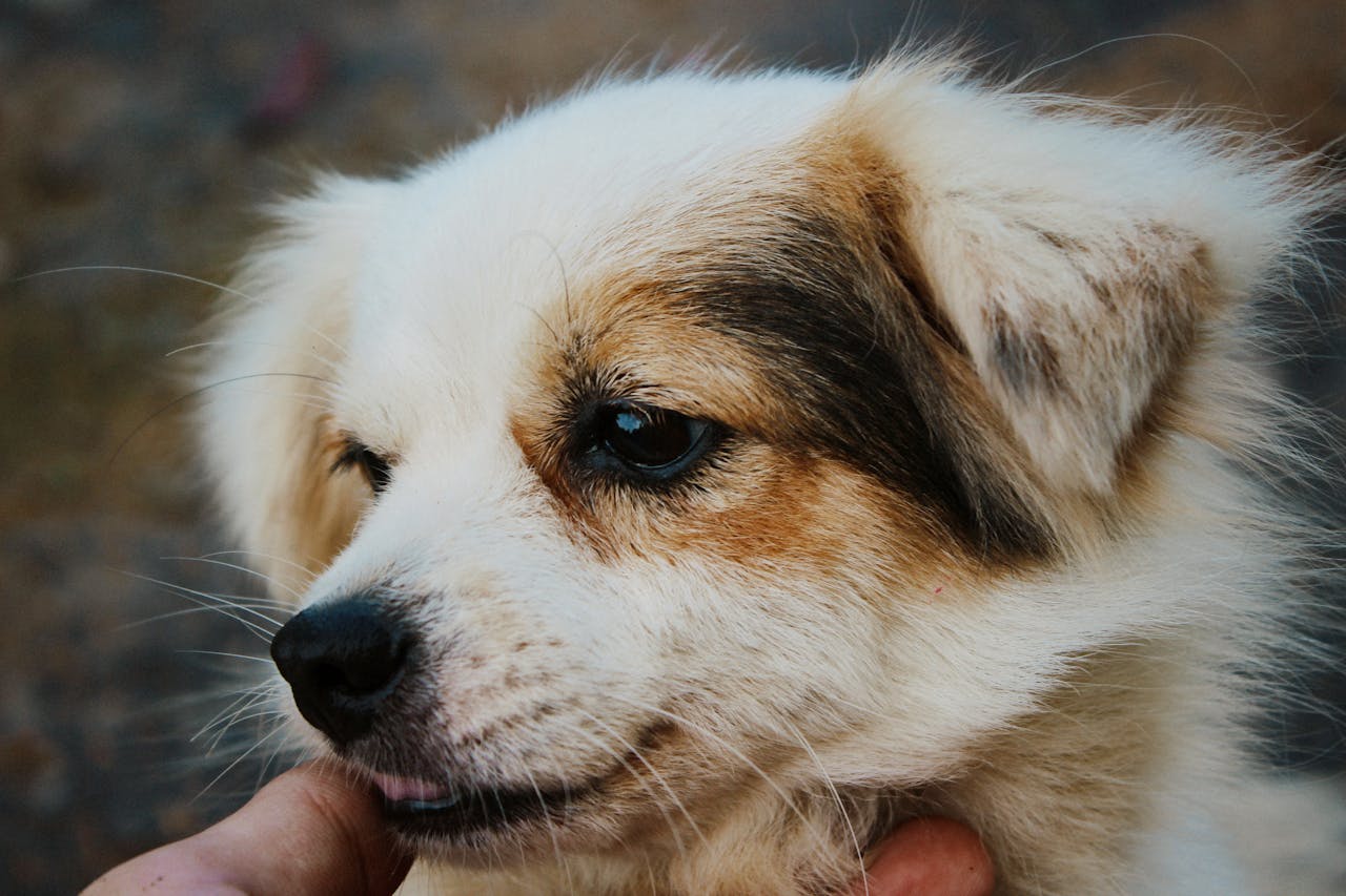 Cobbing in Dogs: Why Dogs Nibble With Their Front Teeth