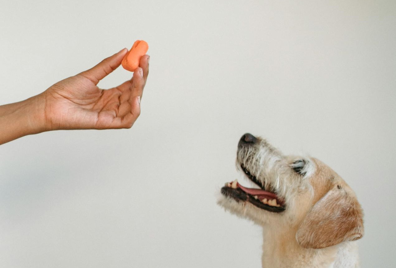 Can Dogs Have Carrots?