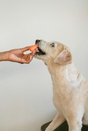Can Dogs Have Carrots?