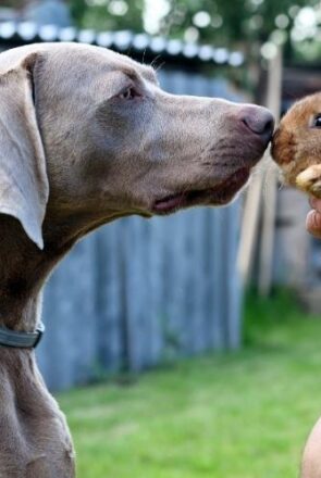 The Premium Rabbit Dog Food Dog Owners Can’t Stop Talking About