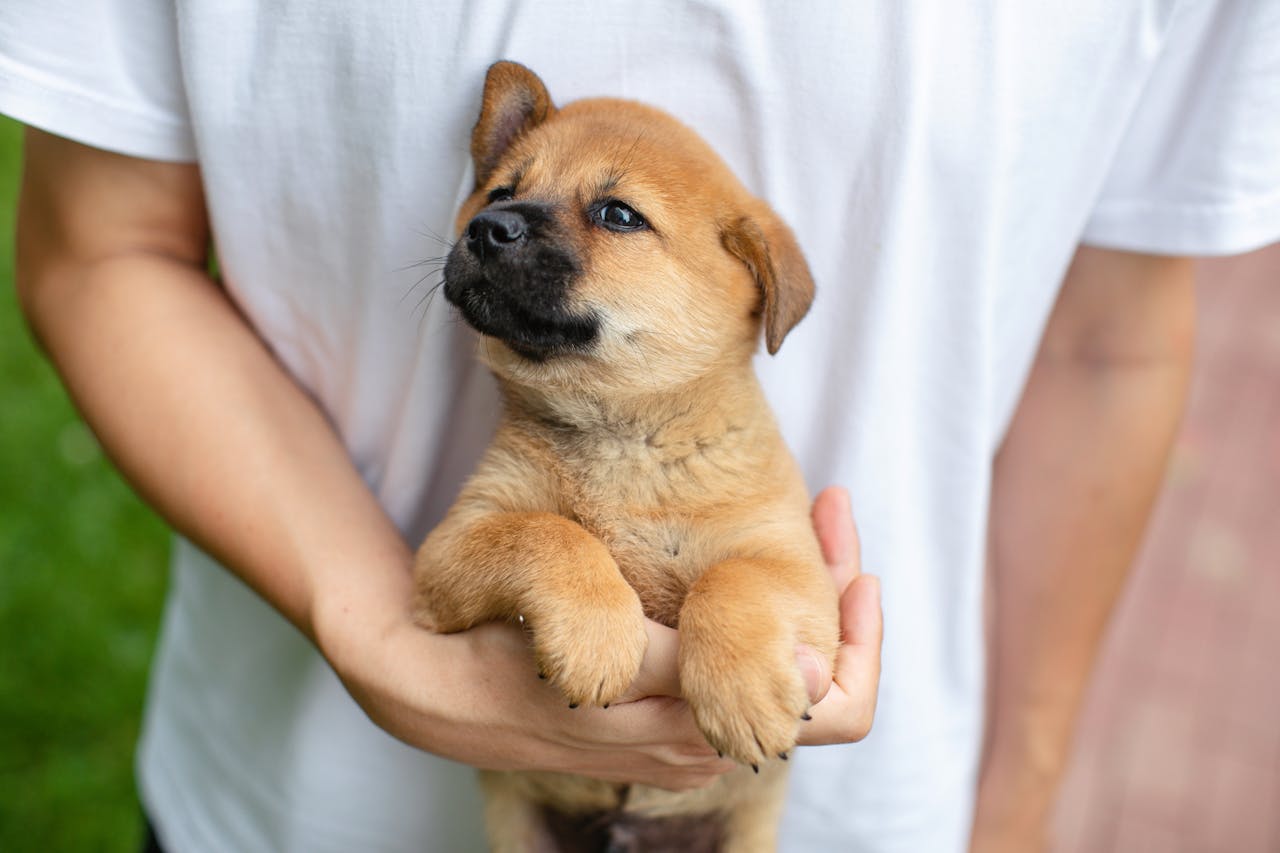 How Old Is My Dog in Human Years? Dog Age Calculator