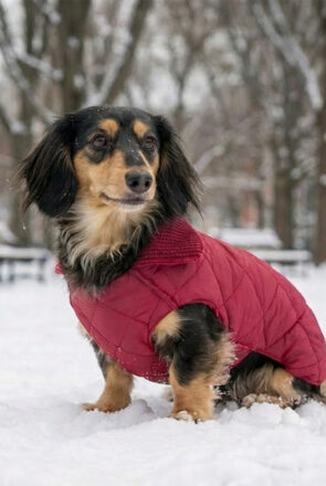 How to Pick a Winter Dog Coat That Handles Wet Weather