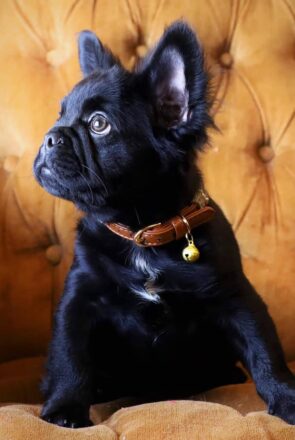 Fluffy Frenchie Breed Guide: Everything to Know About the Long-Haired French Bulldog
