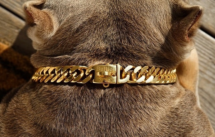 Best Gold Chain Collars for Dogs with Bold Style