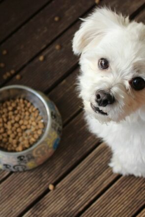 Fluffy white dog next to a bowl of kibble, waiting for the best dog food for a sensitive stomach.