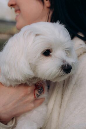 Maltese - best dogs for first time owners
