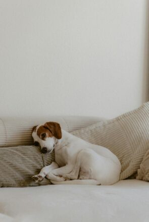 How to Create a Calm, Cozy Routine for Your Dog