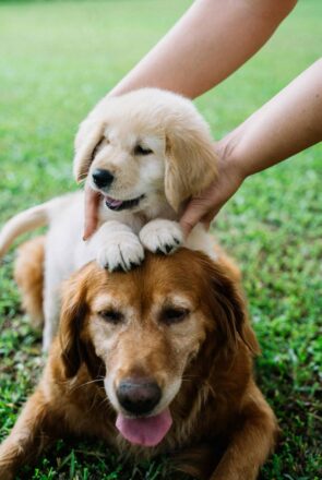 How to Calculate Your Dog's Age in Human Years