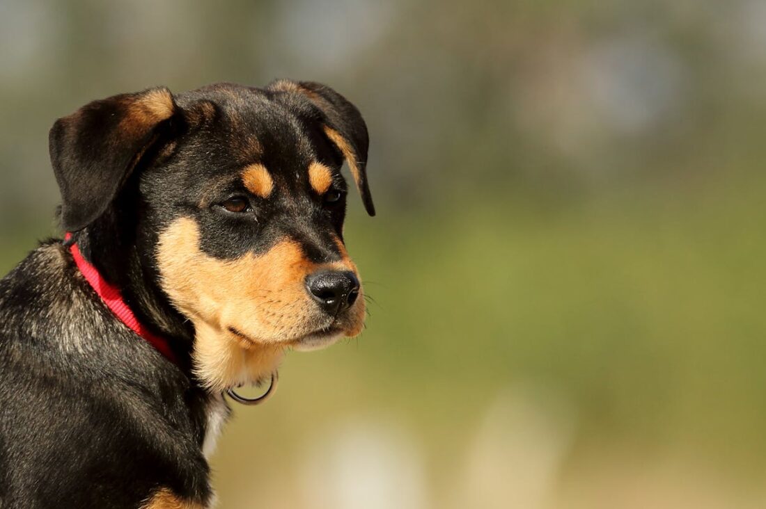 Guide to 2026’s Best Pet Insurance Providers in Illinois