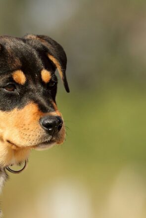Guide to 2026’s Best Pet Insurance Providers in Illinois