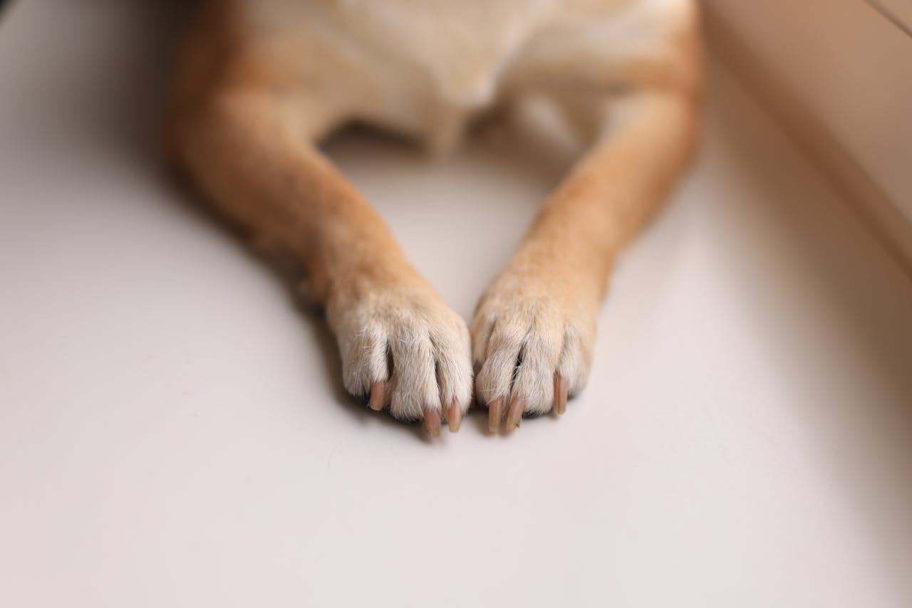 best dog nail grinders