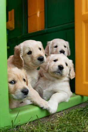 Keeping Your Home Clean and Fresh With Dogs Around