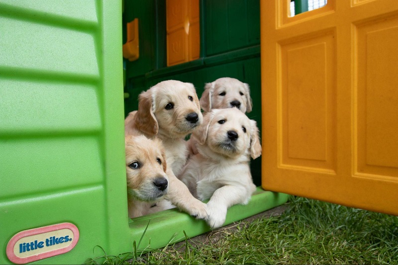 Keeping Your Home Clean and Fresh With Dogs Around
