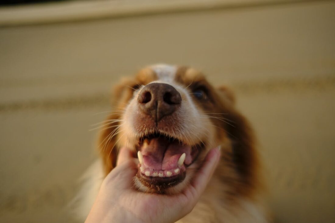 Puppy Dental Care Guide: Supplies, Home Tips & Vet Advice