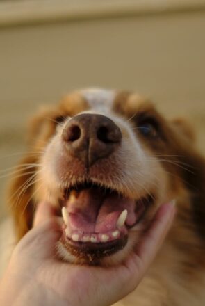 Puppy Dental Care Guide: Supplies, Home Tips & Vet Advice
