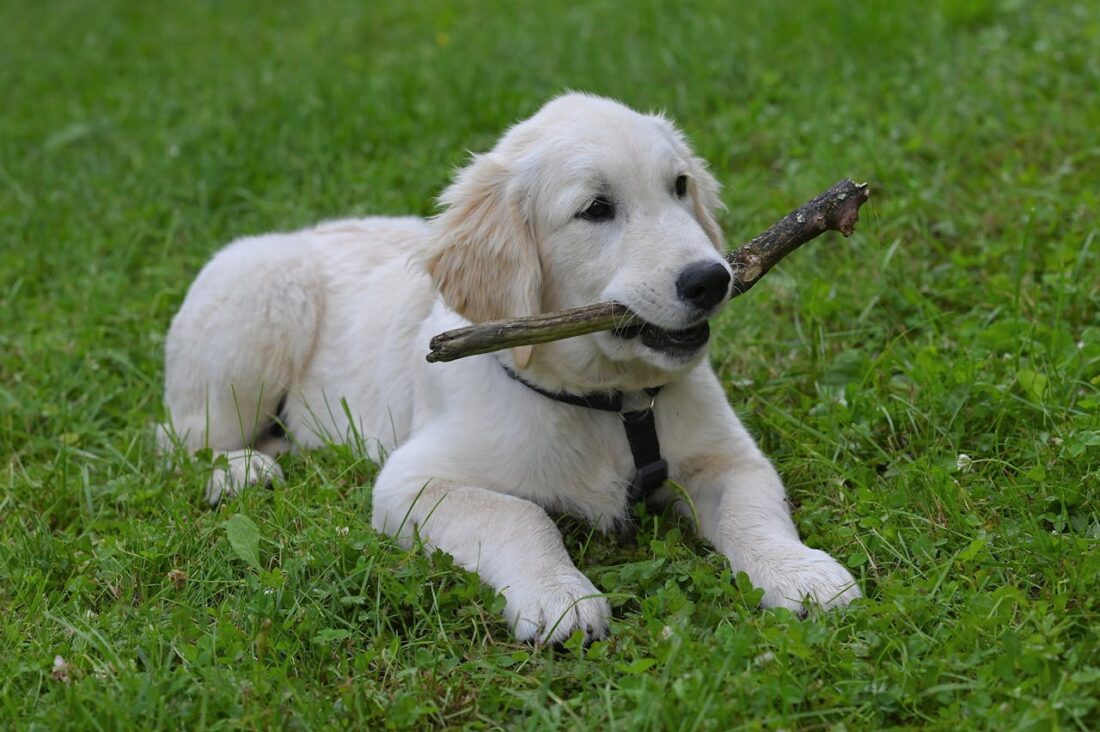 Top 5 Puppy Training Services across Charlotte, NC