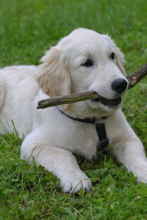 Top 5 Puppy Training Services across Charlotte, NC