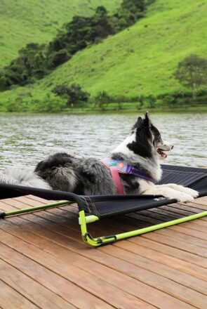 ZEE DOG Air Bed - best elevated dog beds