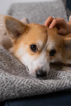 How to Afford the Dog-Friendly Lifestyle You Want