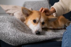 How to Afford the Dog-Friendly Lifestyle You Want