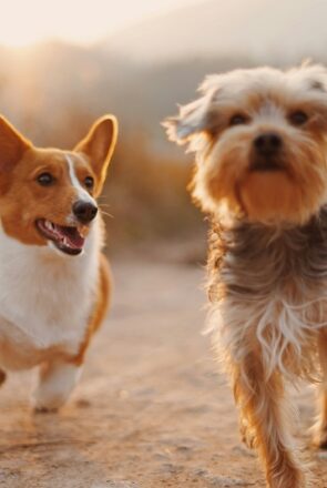 The Hidden Signs Your Dog May Need a Wellness Checkup