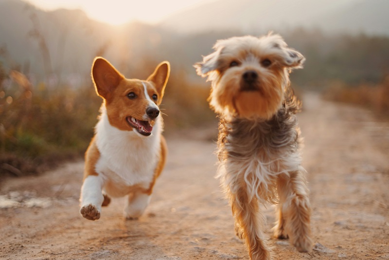 The Hidden Signs Your Dog May Need a Wellness Checkup