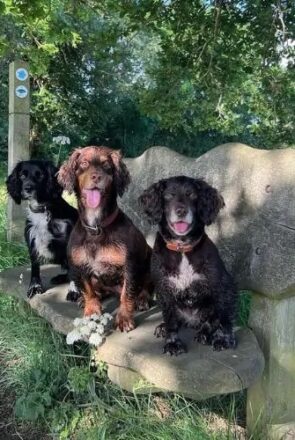5 Reasons the Cotswolds is Perfect for a Dog-Friendly Staycation 