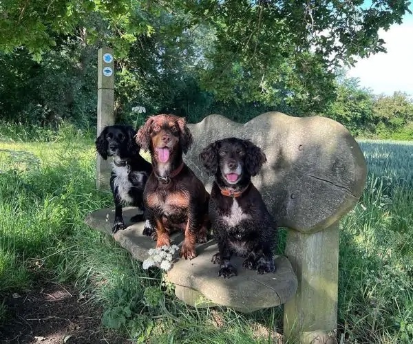 5 Reasons the Cotswolds is Perfect for a Dog-Friendly Staycation
