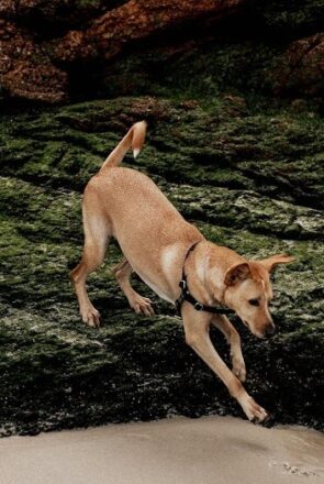 Here's What You Should Know Before Traveling to Brazil With Your Dog