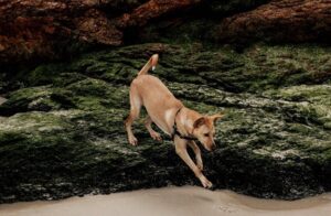 Here's What You Should Know Before Traveling to Brazil With Your Dog