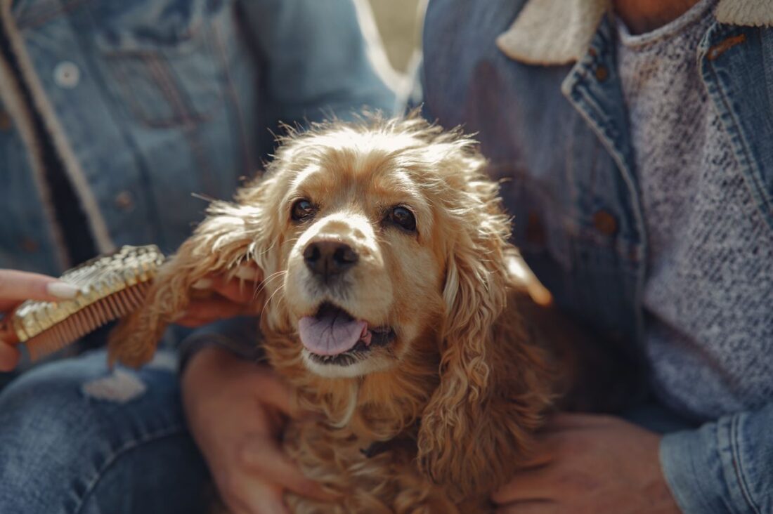 pet financing tips