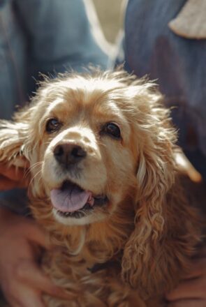pet financing tips