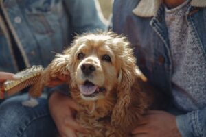 pet financing tips