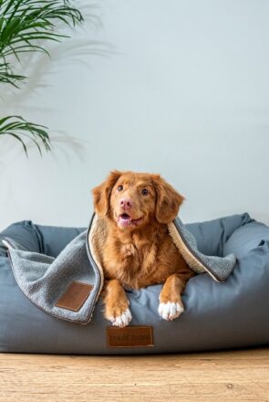 How to Prepare Your Dog for Big Life Changes at Home