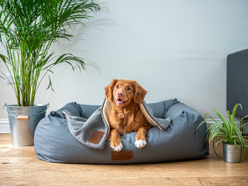 How to Prepare Your Dog for Big Life Changes at Home