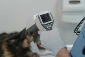 Before You Apply to Vet School: 10 Things Nobody Tells You About the Degree